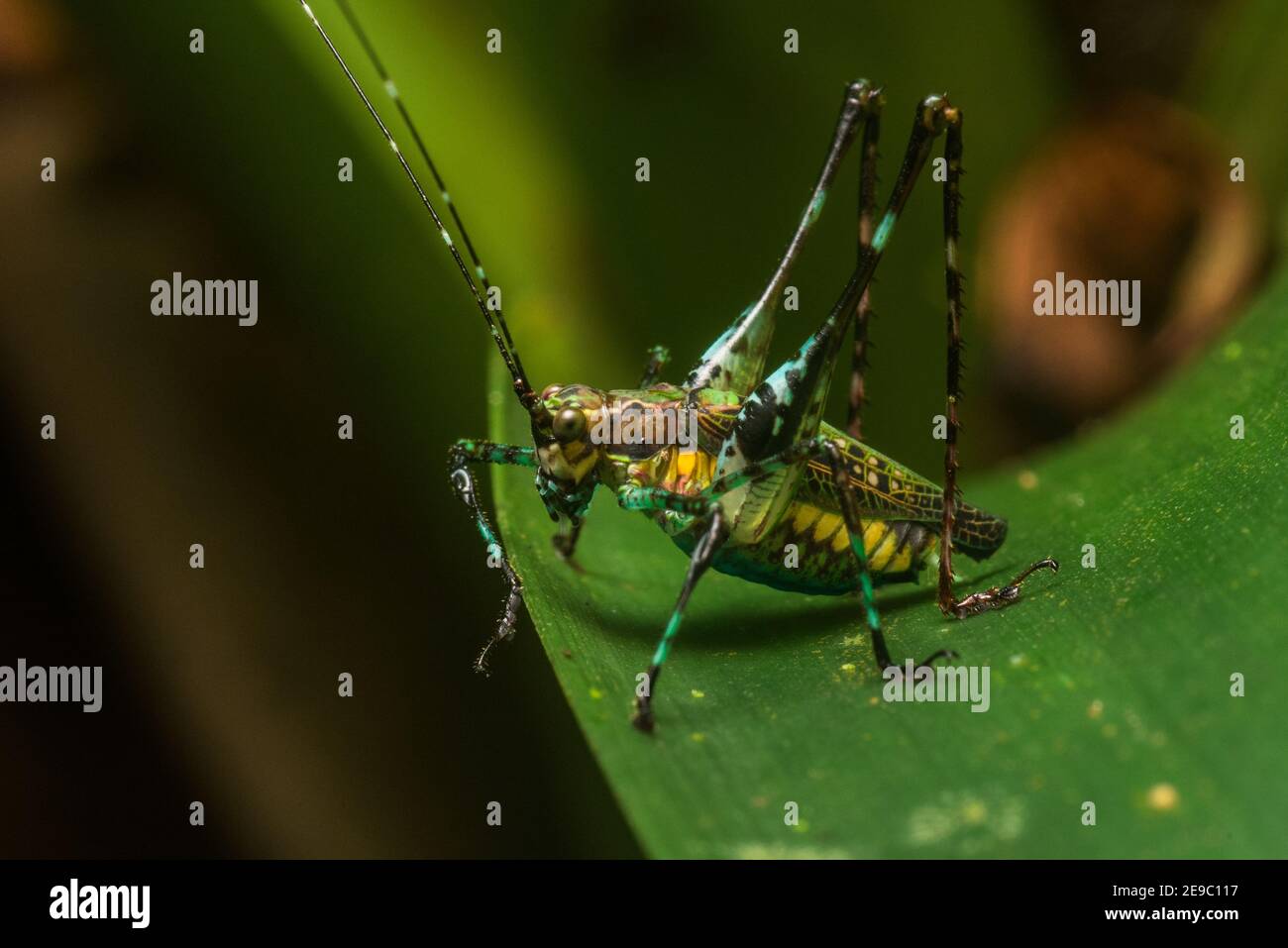 Una colorata ninfa katydid dalla foresta pluviale vicino a Tarapoto, Perù. Foto Stock