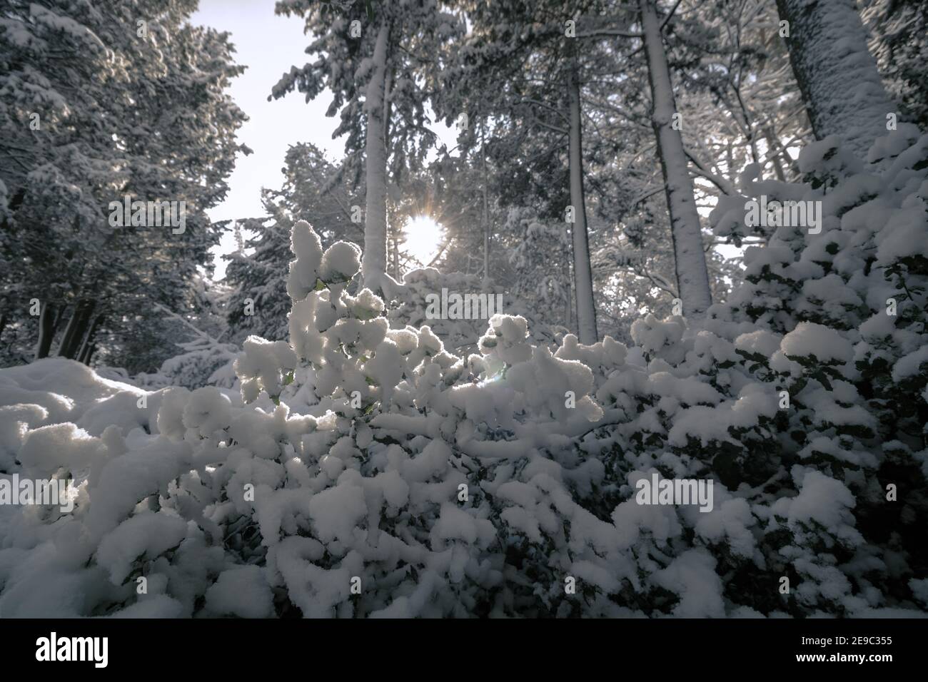 Alberi innevati e luce solare. Foto di sfondo invernale. Foresta e inverno. Splendido sfondo di alberi innevati. Scena invernale. Foto Stock