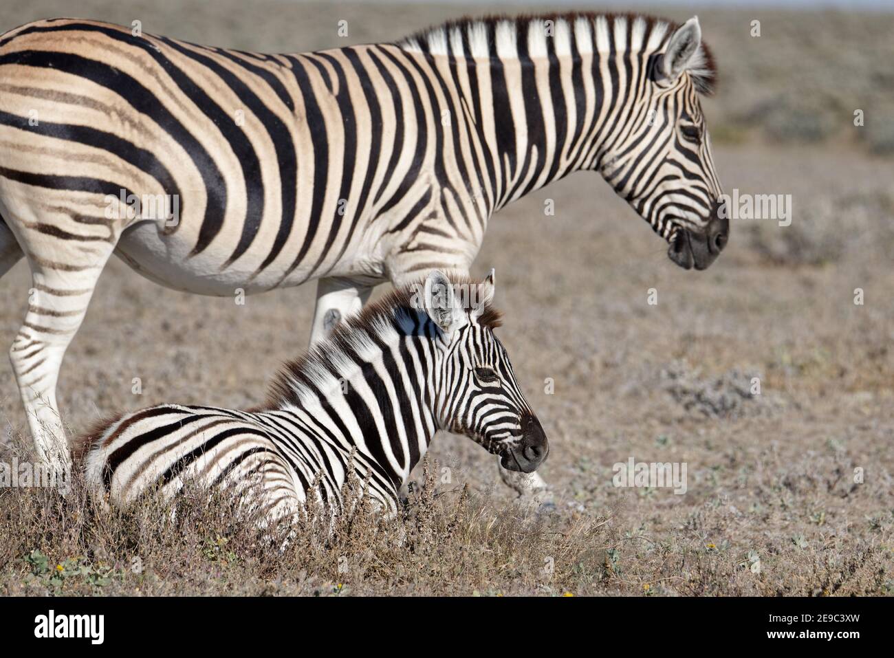 Una piccola zebra, o puledro, sta accanto alla madre. Foto Stock