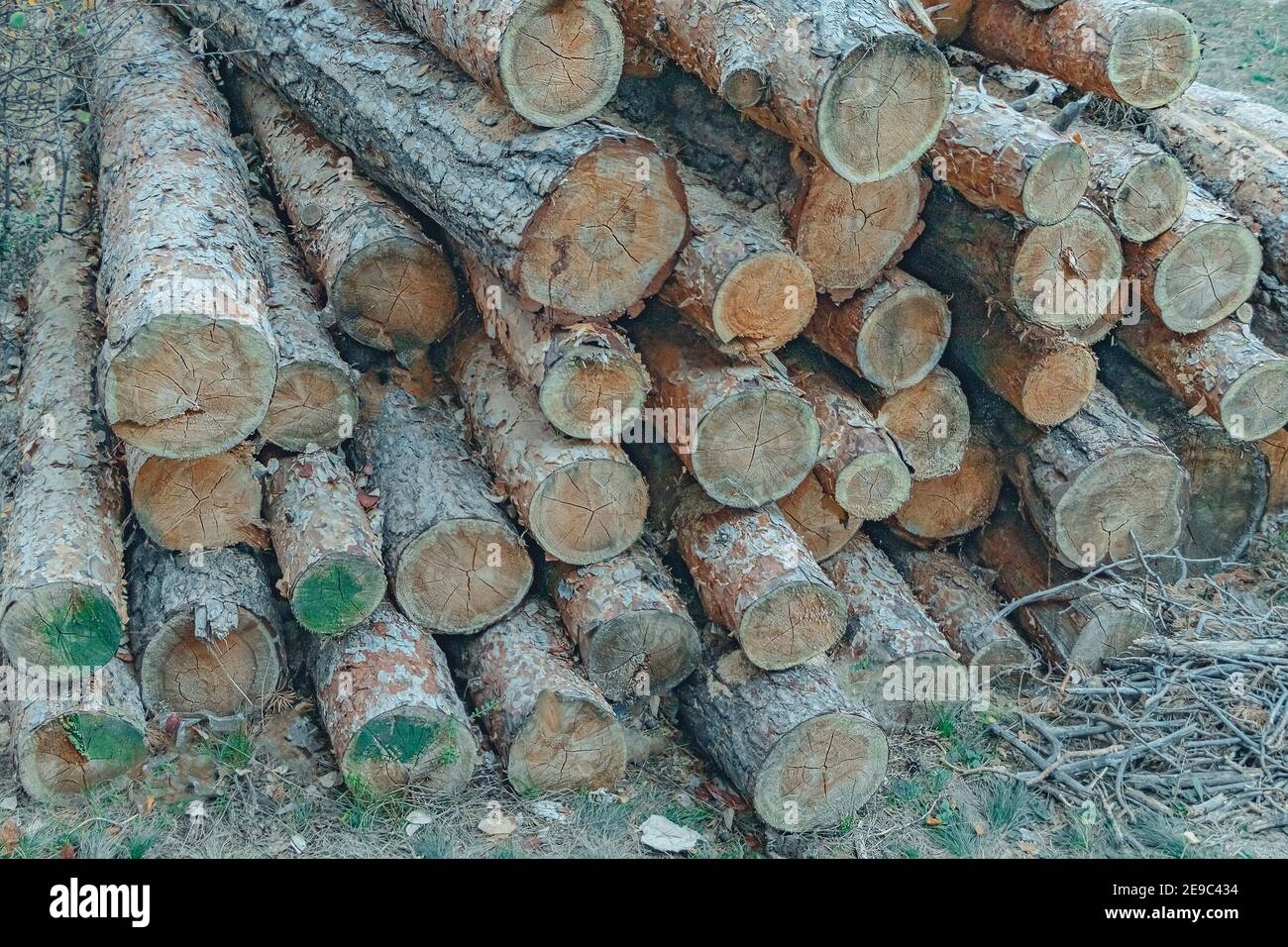 I tronchi segati di pini si trovano a terra. Tronchi di alberi a terra. Messa a fuoco morbida Foto Stock