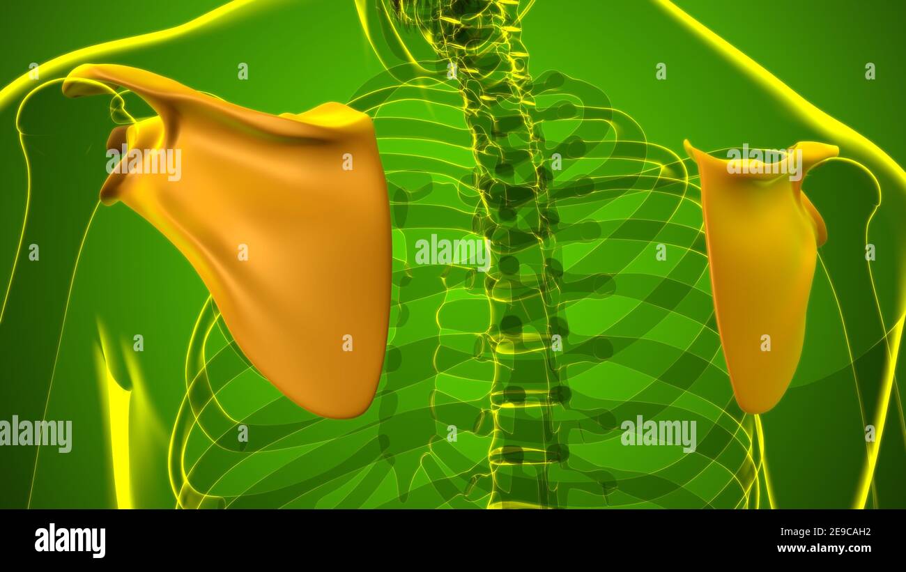 Anatomia scheletrica umana Scapula Bone 3D rendering for Medical Concept Foto Stock