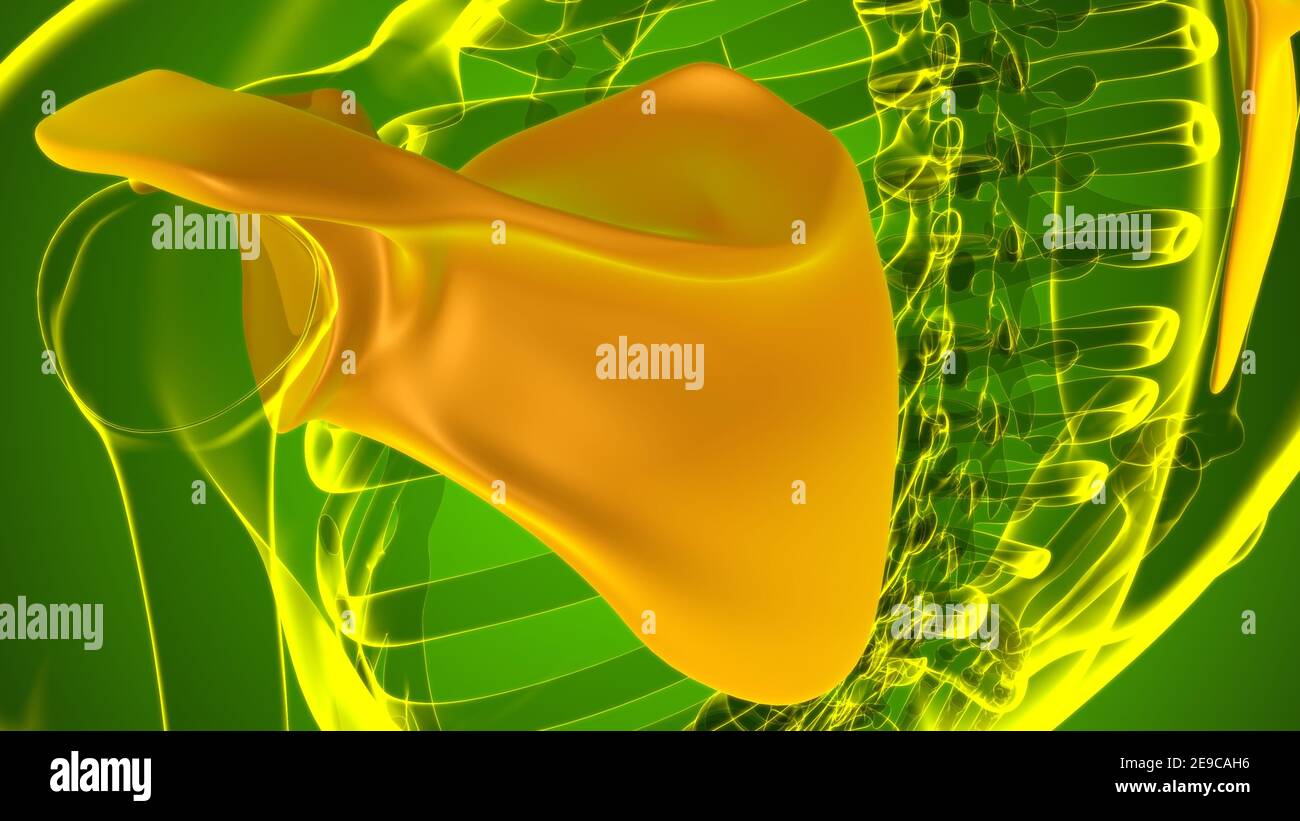 Anatomia scheletrica umana Scapula Bone 3D rendering for Medical Concept Foto Stock