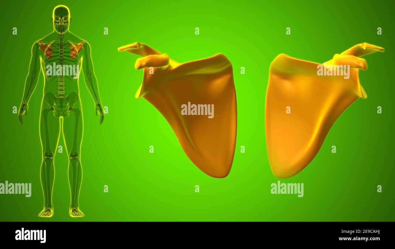 Anatomia scheletrica umana Scapula Bone 3D rendering for Medical Concept Foto Stock