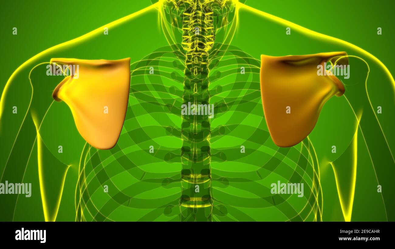 Anatomia scheletrica umana Scapula Bone 3D rendering for Medical Concept Foto Stock