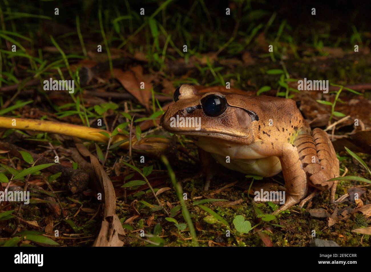 Grande rana sbarrata (Mixophyes fasciolatus), una grande rana che abita foreste pluviali del nord del NSW e del sud-est del Queensland. Foto Stock