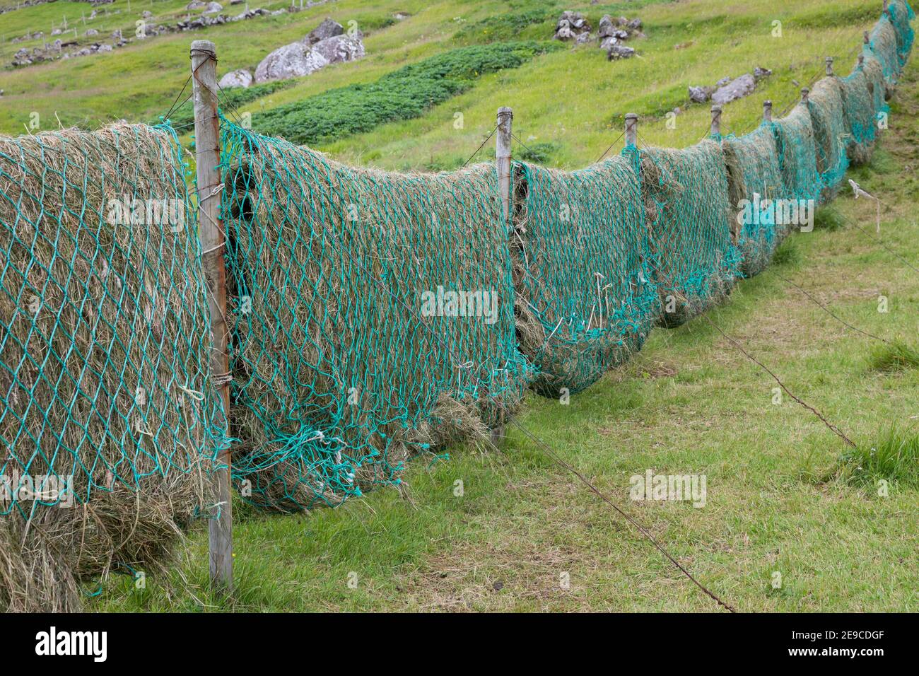 Heu trocknen in alten Fischernetzen, Heu machen, Heu, Färöer, Färöer-Inseln, Färöer Inseln, fieno, fieno, fieno, Faroe, Isole Faoe, Les Îles Foto Stock