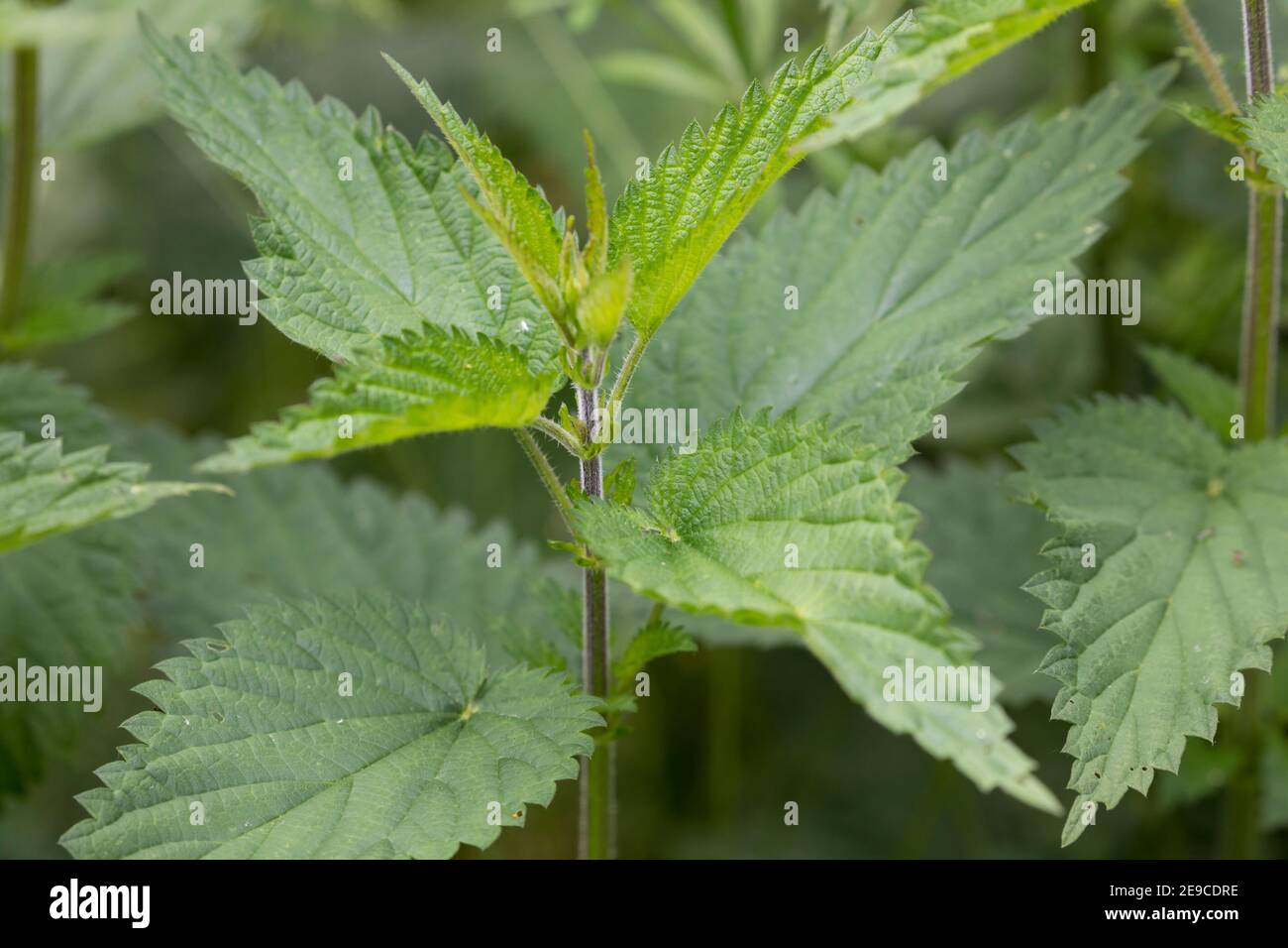 Brennnessel, Brennesseln, Große Brennnessel, Blätter gegenständig, Brennessel, Urtica dioica, ortica, ortica comune, ortica, ortica, ortica, la Foto Stock