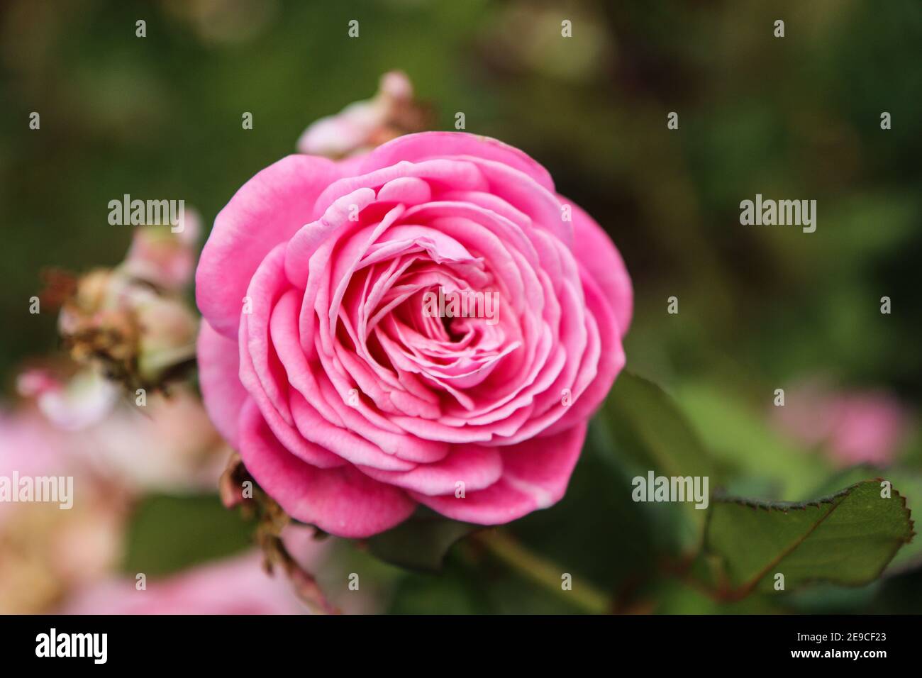 Un'immagine dettagliata di una singola rosa fiorita. Bel colore delle foglie. Foto Stock