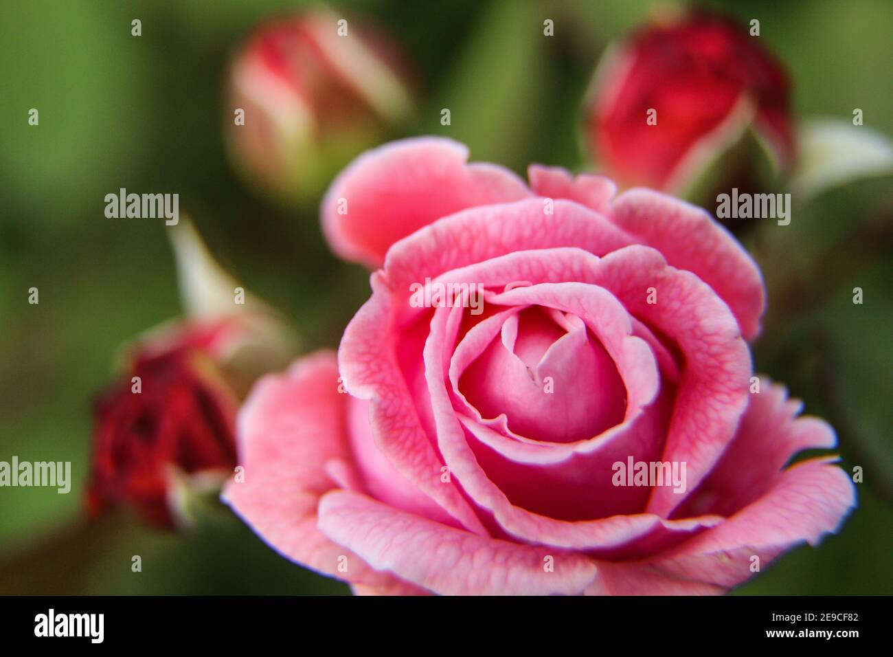 Un'immagine dettagliata di una singola rosa fiorita. Bel colore delle foglie. Foto Stock
