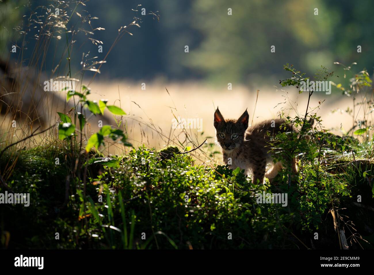 Cub lynx scuro piccolo nella baracca frontale con luce erba e sfondo nella parte posteriore Foto Stock