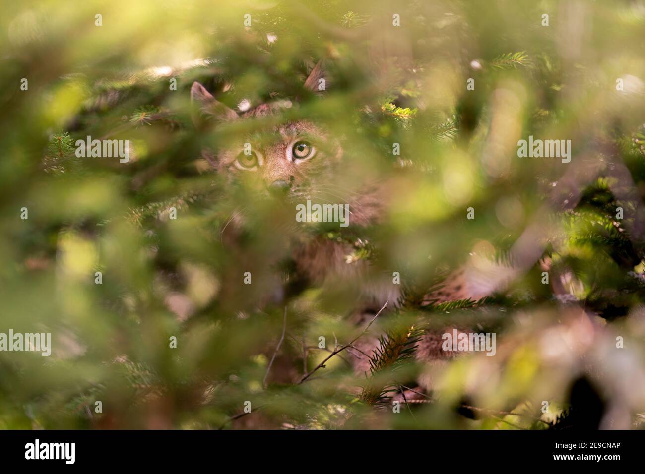 Lynx cub hiddne nell'albero e rami Foto Stock