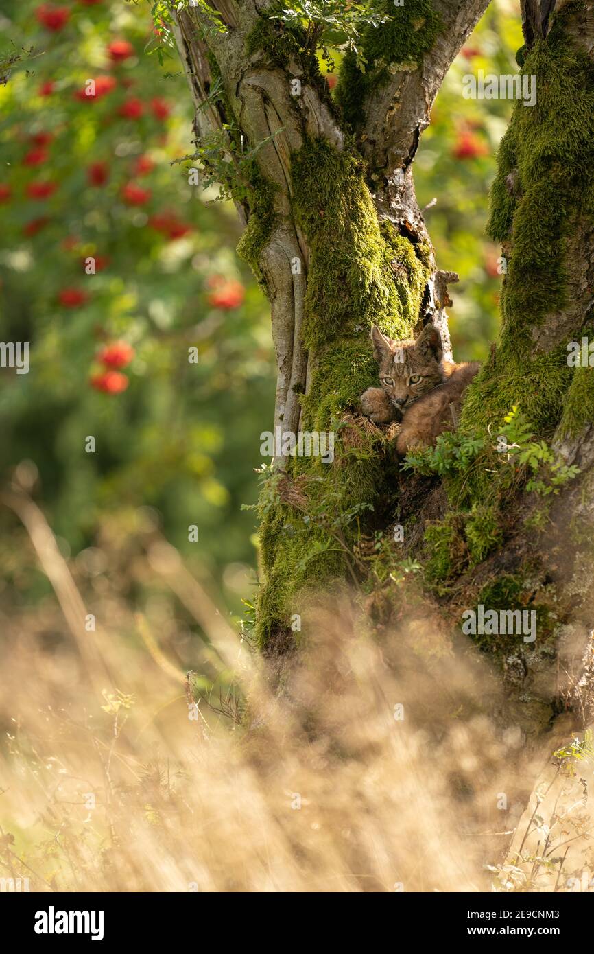 Seduto piccolo cucciolo di lince in un albero mussoso con furiti rossi sullo sfondo e l'erba dorata lunga su un fondo. Foto Stock