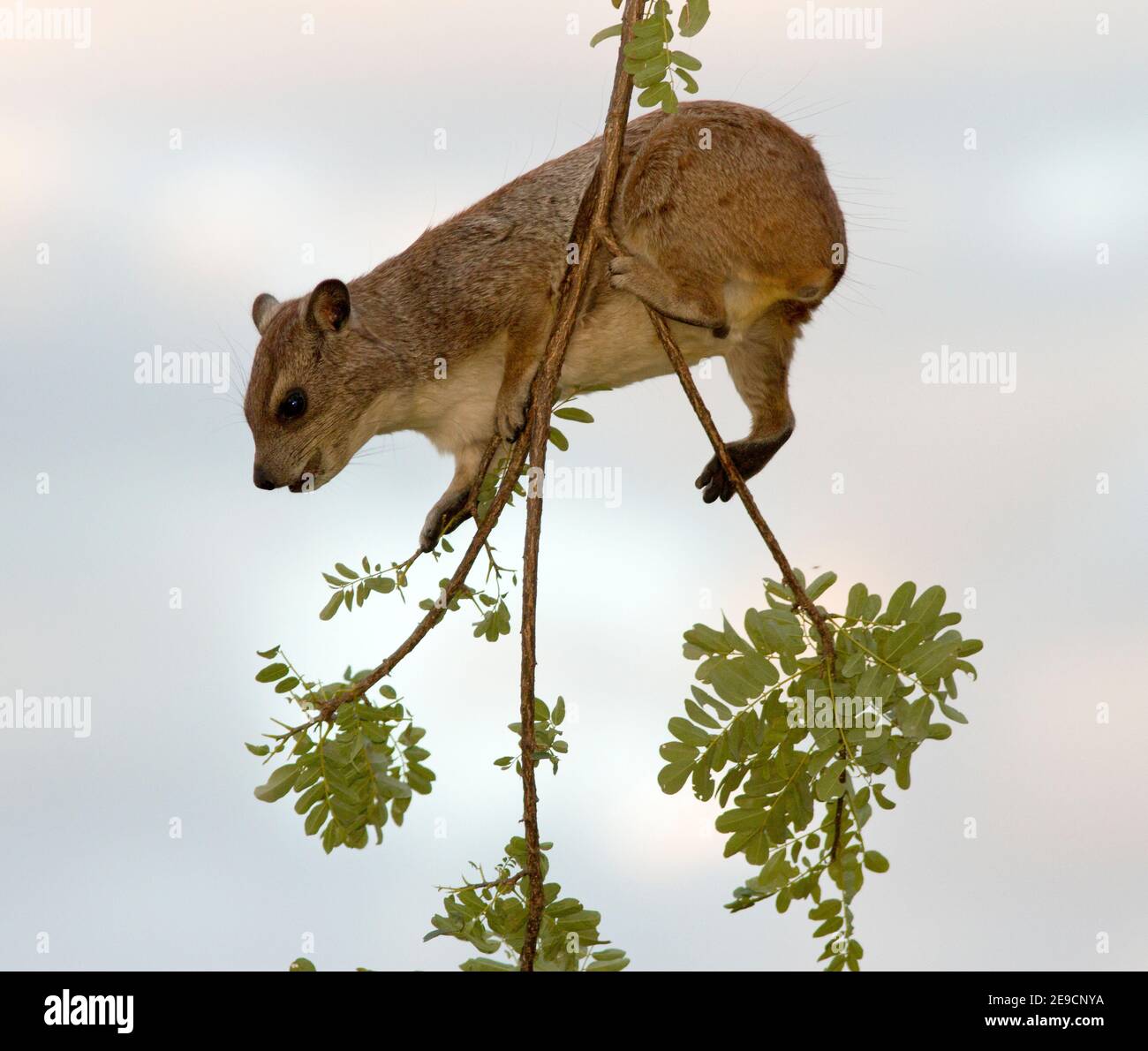 Un sub-adulto Bush Hyrax equilibra precariosamente sulla fine di un ramo flossy mentre browns sul fogliame di un albero alto. Foto Stock