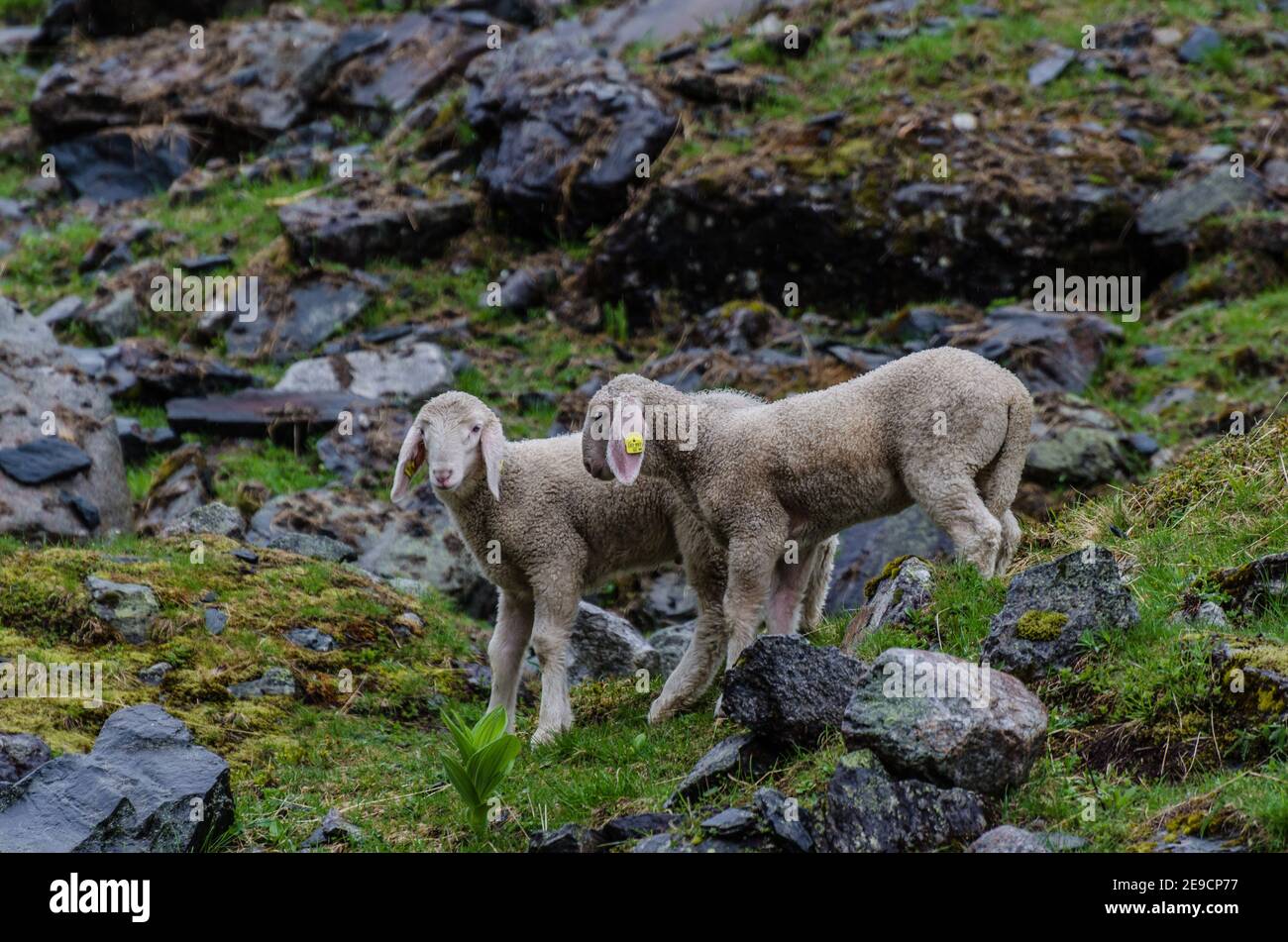 due giovani pecore in montagna Foto Stock