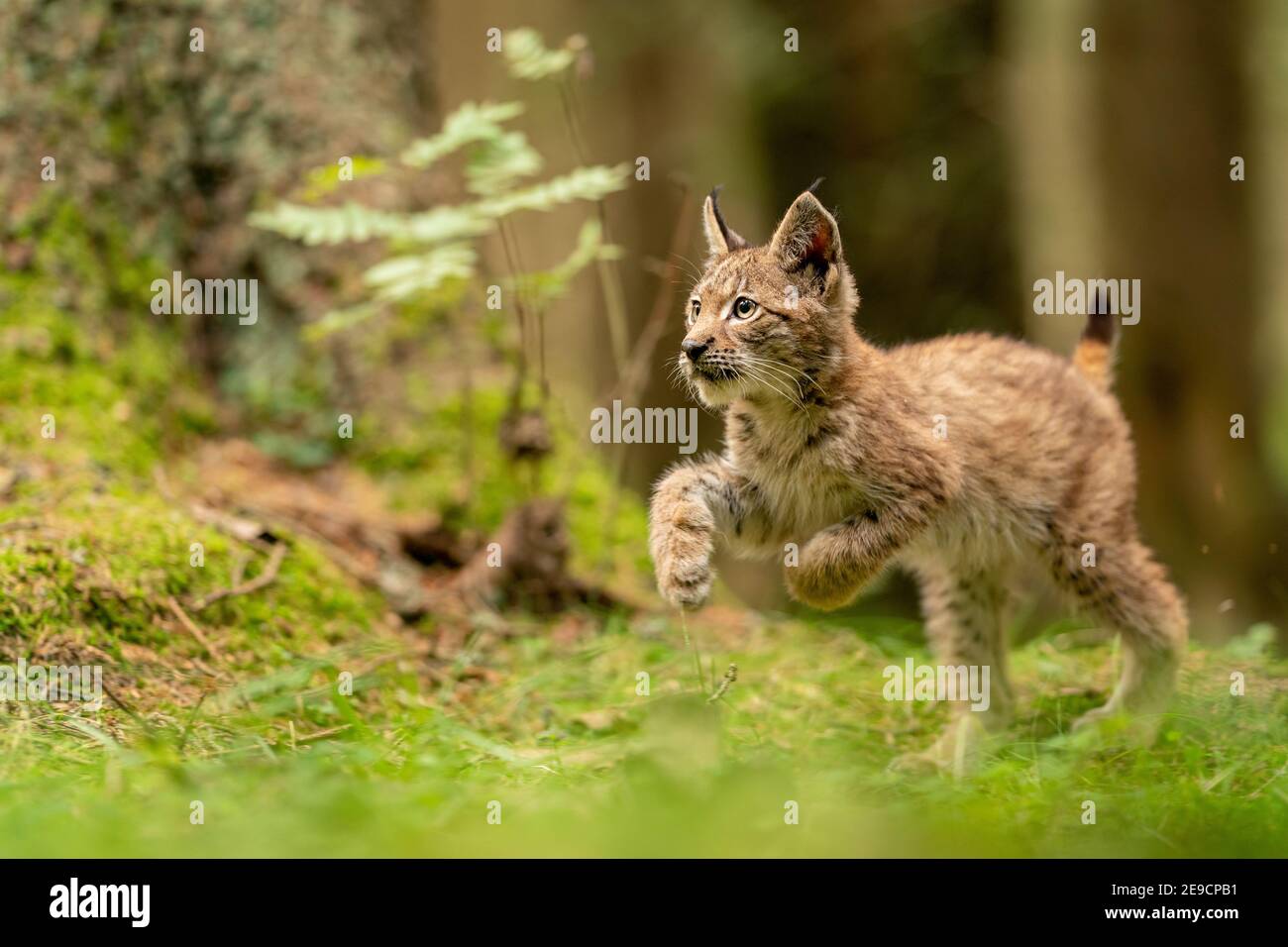 Cute e curioso piccolo cucciolo di lince in una foresta verde erba Foto Stock