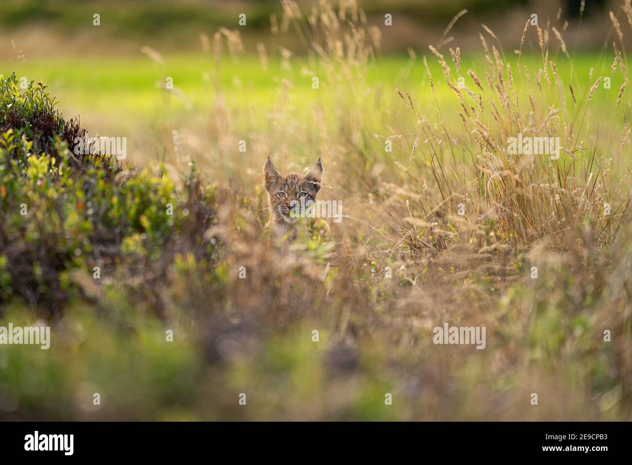Cucciolo di Lynx nascosto nell'erba gialla alta. Testa che fuoriesce dall'erba Foto Stock