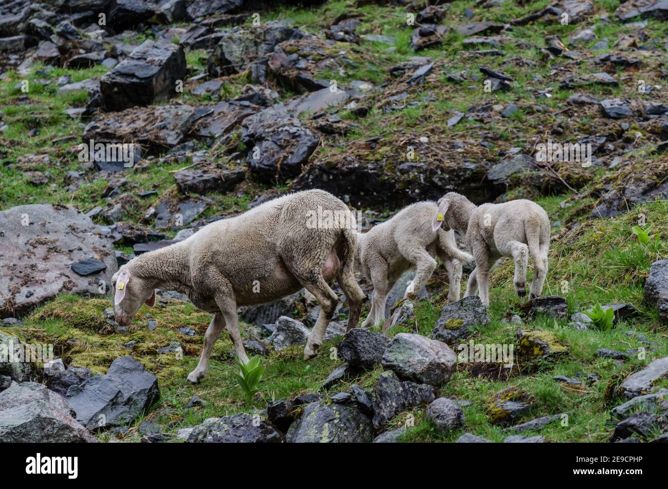 pecore nella montagna rocciosa madre con bambini Foto Stock
