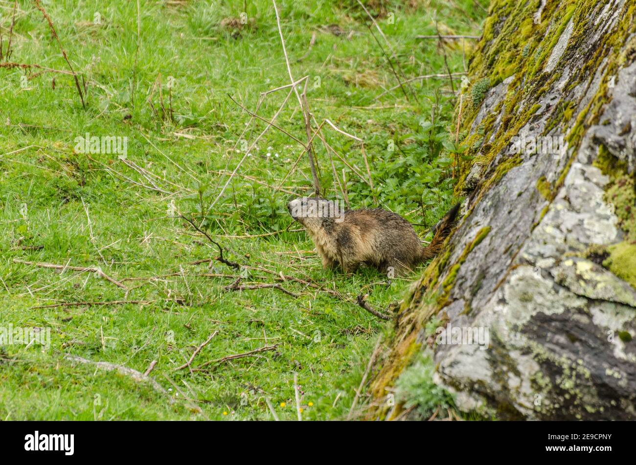 piccola marmotta seduta su una roccia in montagna Foto Stock