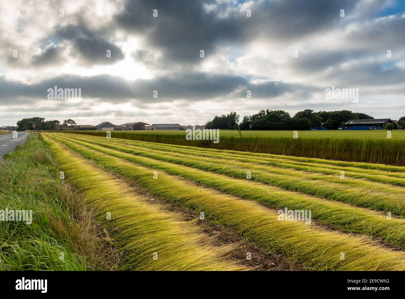 Linum perenne-raccolto Flax in un campo, Francia Foto Stock