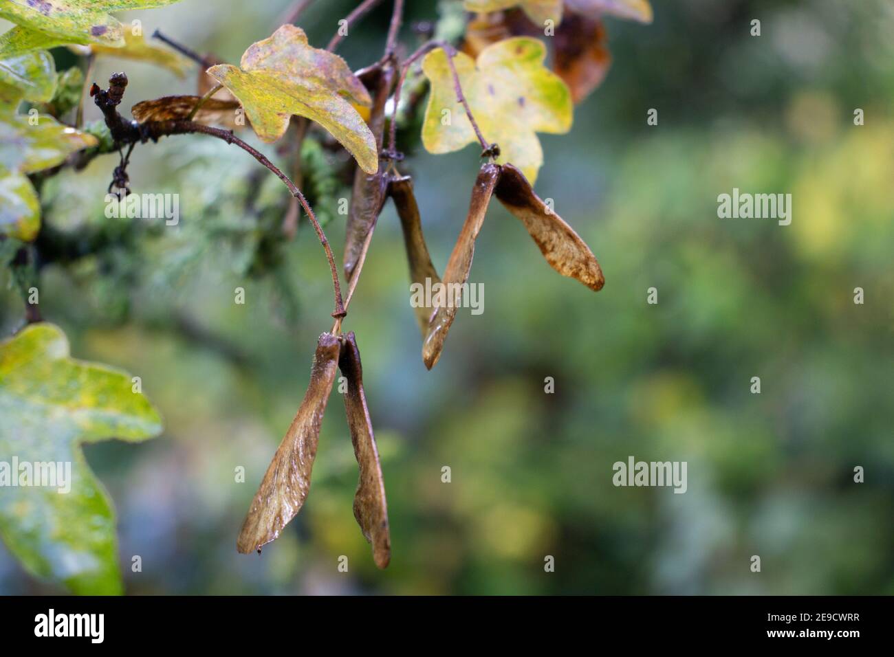 foglie e semi d'autunno appesi da un ramo e isolati su sfondo verde naturale Foto Stock