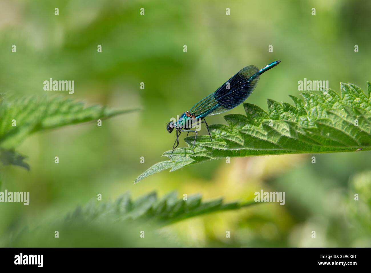 Demoiselle con archetti maschio (calopteryx splendens) la damselfly con fasce maschili riposa su una foglia verde con un sfondo verde naturale Foto Stock