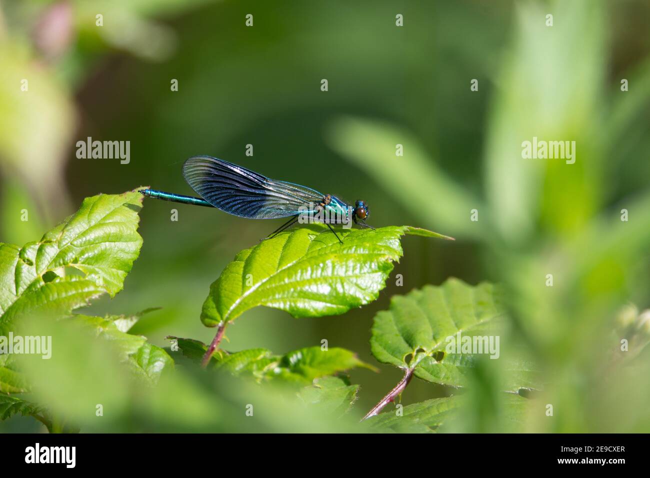 Demoiselle con archetti maschio (calopteryx splendens) la damselfly a fasce maschili poggia su una foglia verde con rosso stelo con sfondo verde naturale Foto Stock