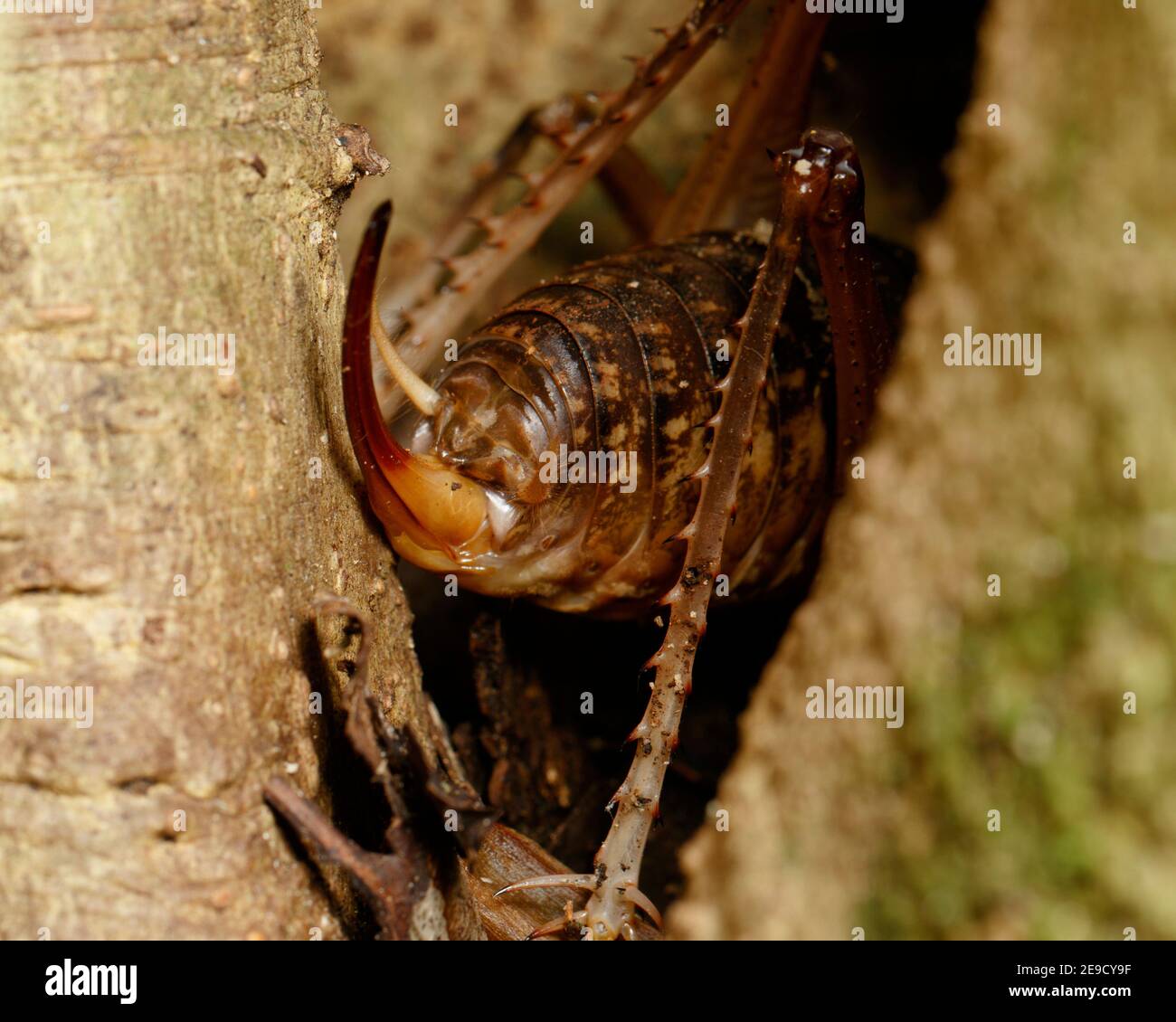 White kneed Cricket (Penalva flavocalceata) Mt Glorious sezione del D'Aguilar National Park, Queensland, Australia Foto Stock