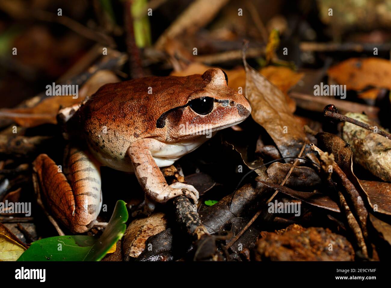Great Barred Frog (Mixophyes fasciolatus) la gloriosa sezione del Parco Nazionale D'Aguilar, Queensland, Australia Foto Stock