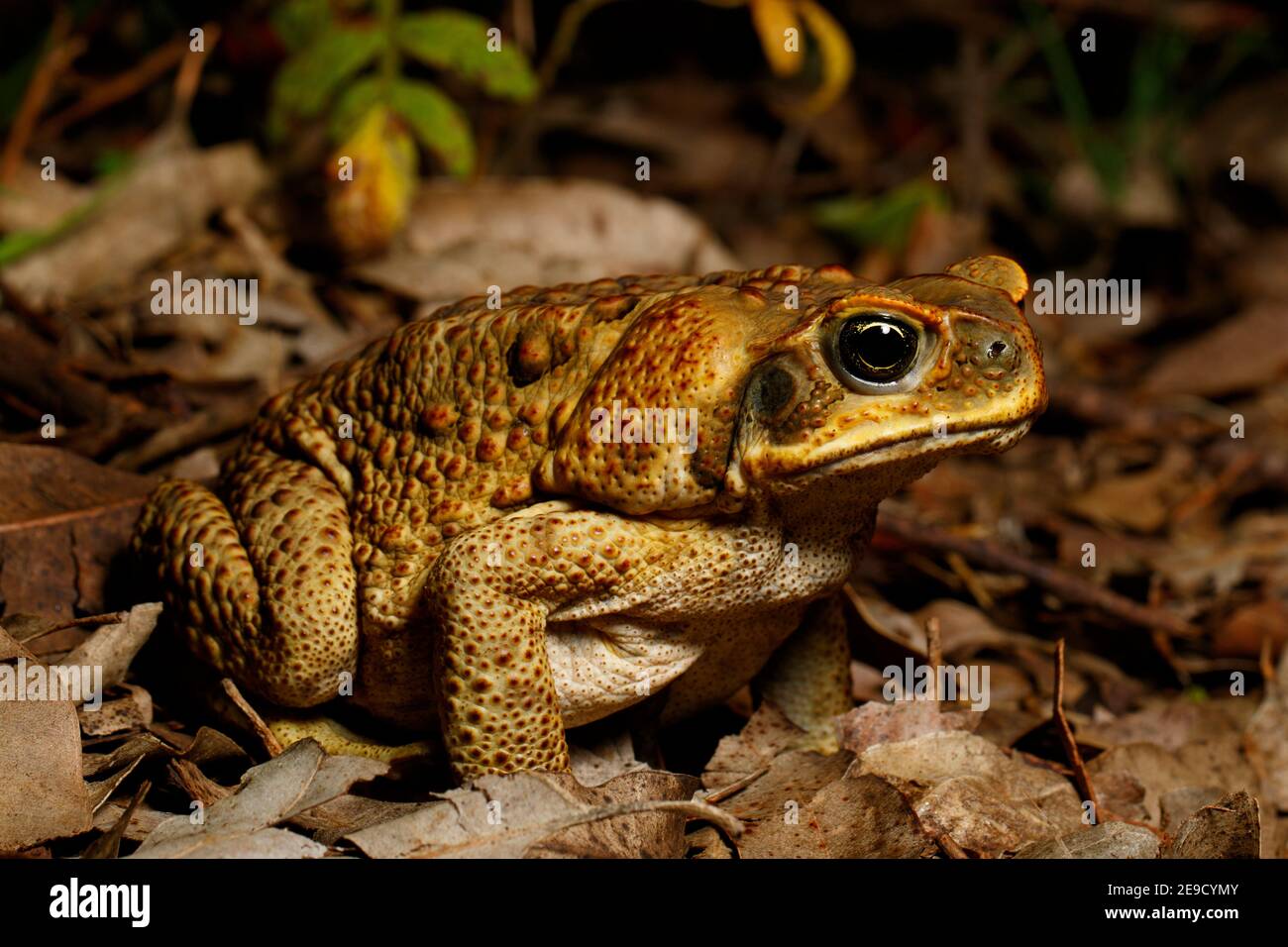 Cane Toad (Rhinella marinus) la gloriosa sezione del Parco Nazionale D'Aguilar, Queensland, Australia Foto Stock