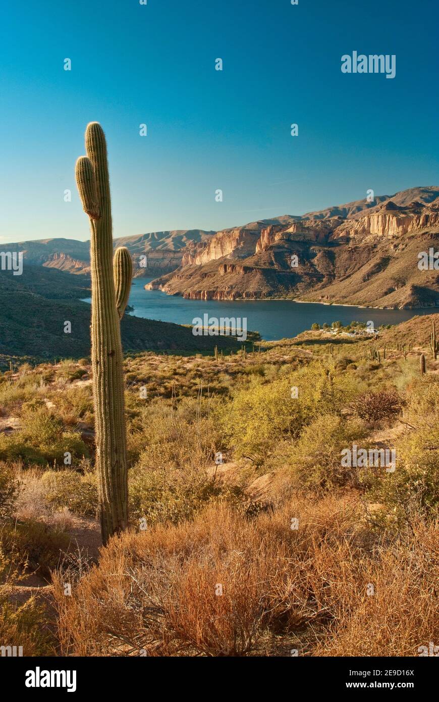 Saguaro nella zona di Apache Lake in Superstition Mountains, vista da Apache Trail Road, Arizona, Stati Uniti Foto Stock