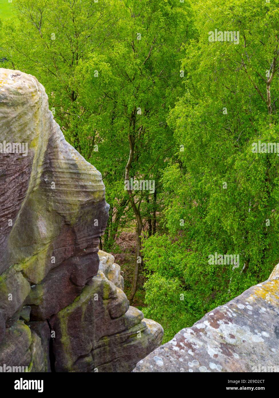Paesaggio all'inizio dell'estate con alberi di betulla argentata e rocce a. Birchen Edge vicino a Baslow nel Parco Nazionale del Peak District Derbyshire Dales Inghilterra Regno Unito Foto Stock