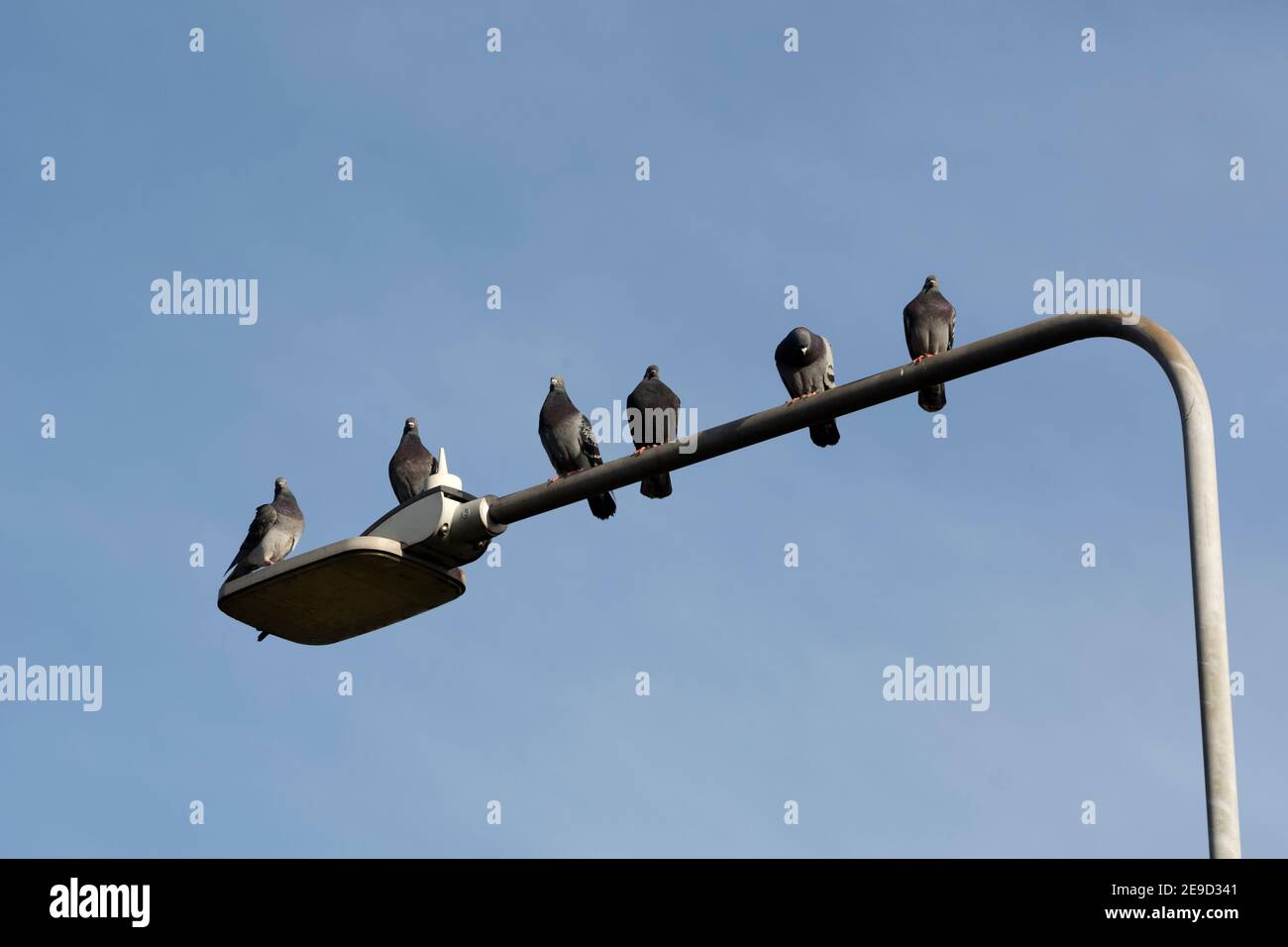 Sei piccioni di Feral appollaiati su un semaforo di strada, Warwickshire, Inghilterra, Regno Unito Foto Stock