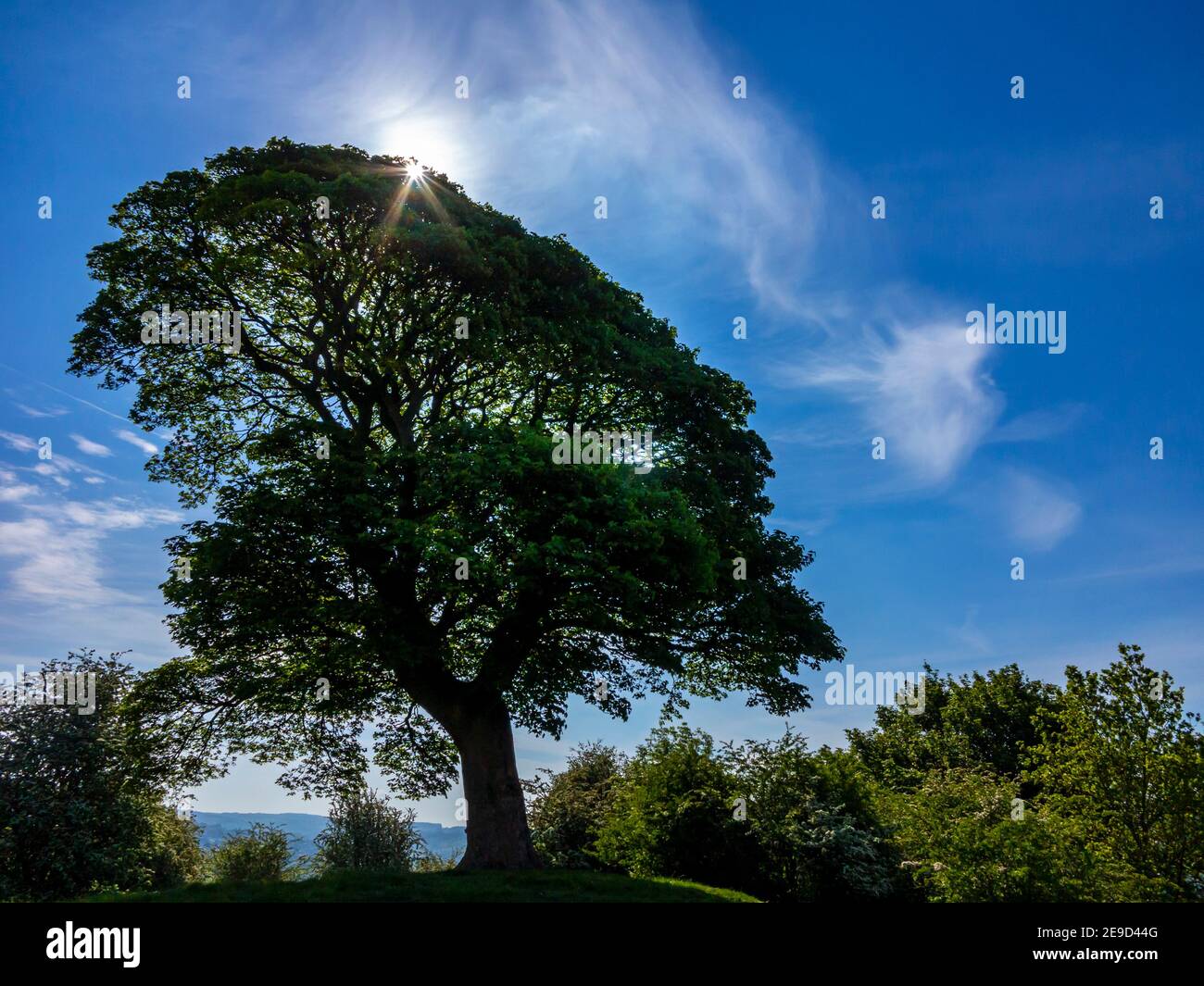 Will Shore's Tree di cui William Wordsworth ha scritto un sonnet Vicino a Oaker nel Derbyshire Dales Peak District National Park Inghilterra Regno Unito Foto Stock