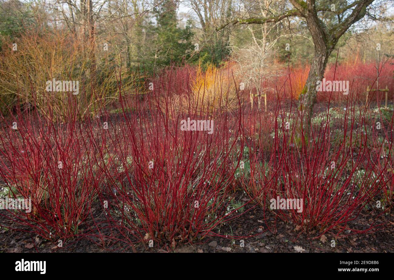 Il rosso brillante d'inverno nasce su un arbusto deciduo di legno di Dogwood siberiano (Cornus alba 'Sibirica') Circondato da Snowdrops in un Giardino di Bosco in Devon Rurale Foto Stock