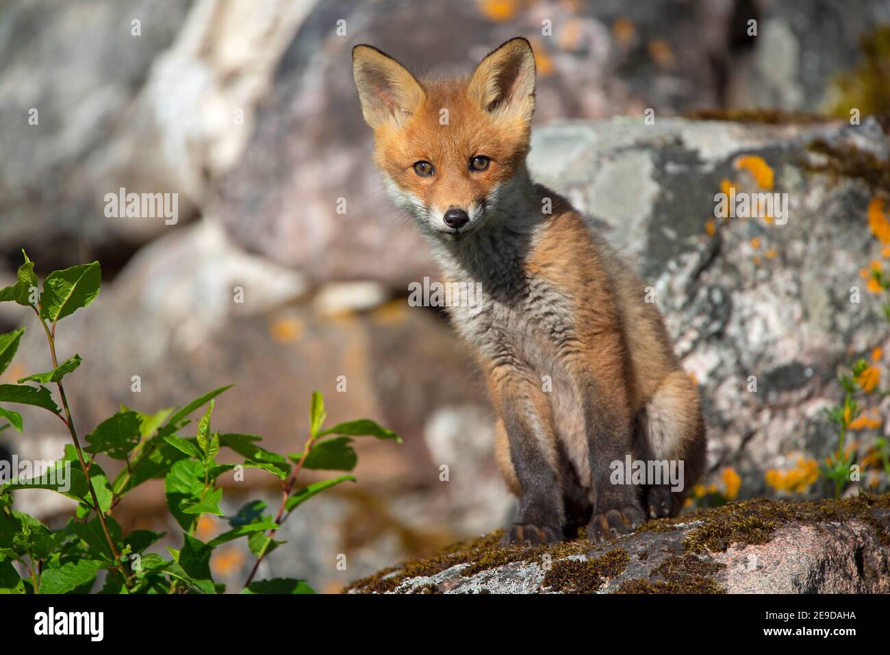 Volpe rossa (Vulpes vulpes), volpe cucito su un masso, vista frontale, Estonia, Soomaa National Park Foto Stock