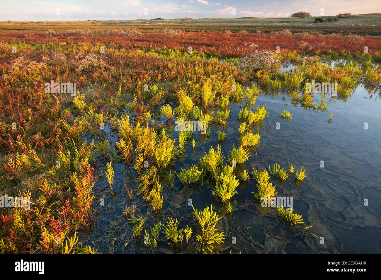 Erba sottile, Glasswort, Glasswort comune (Salicornia europaea), palude di sale con glasswort nella riserva naturale di Zwin, Belgio, Ovest Foto Stock