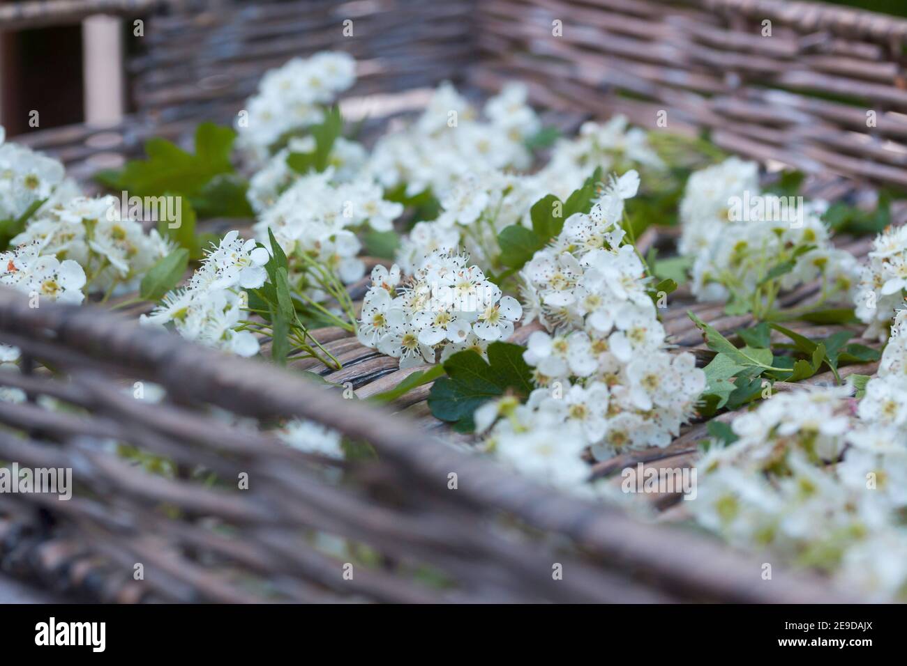 Biancospino comune, biancospino singleseato, biancospino inglese (Crataegus monogyna), fiori di biancospino raccolti sono essiccati in un cesto, Germania Foto Stock