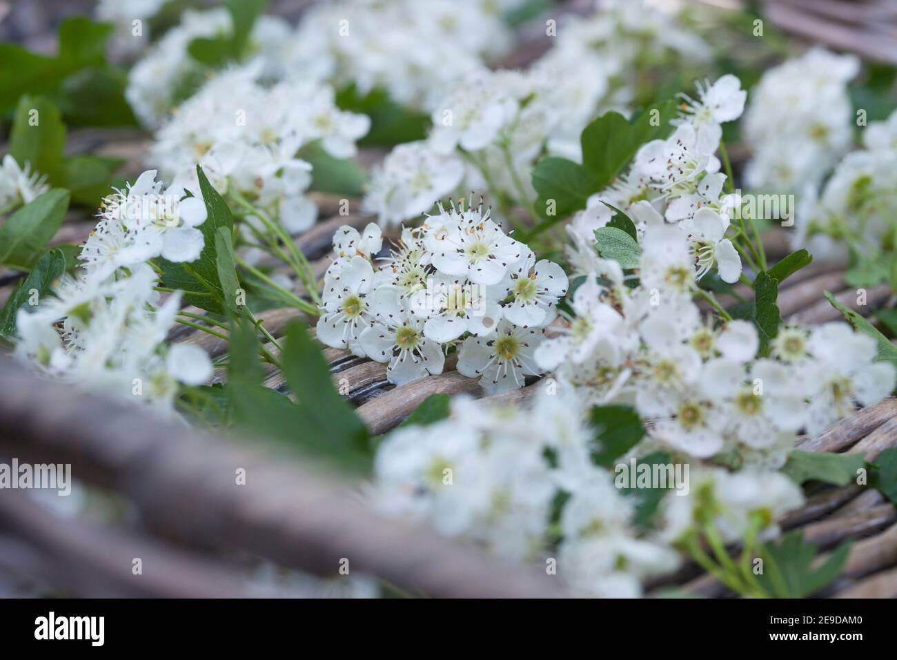 Biancospino comune, biancospino singleseato, biancospino inglese (Crataegus monogyna), fiori di biancospino raccolti sono essiccati in un cesto, Germania Foto Stock