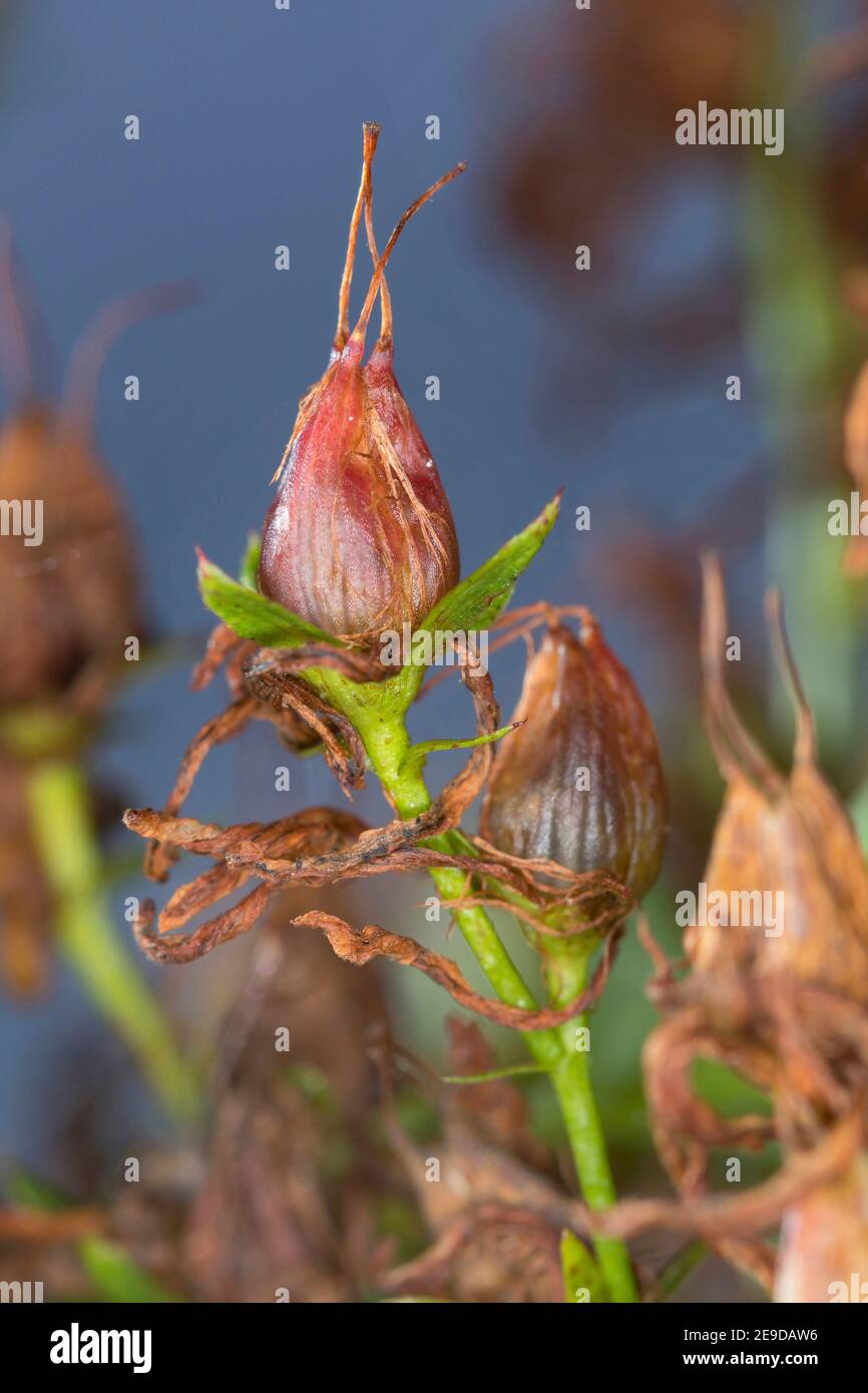 Erba comune di San Giovanni, perforata erba di San Giovanni, erbaccia di klamath, erba di San Giovanni (Hypericum perforatum), frutta, Germania Foto Stock