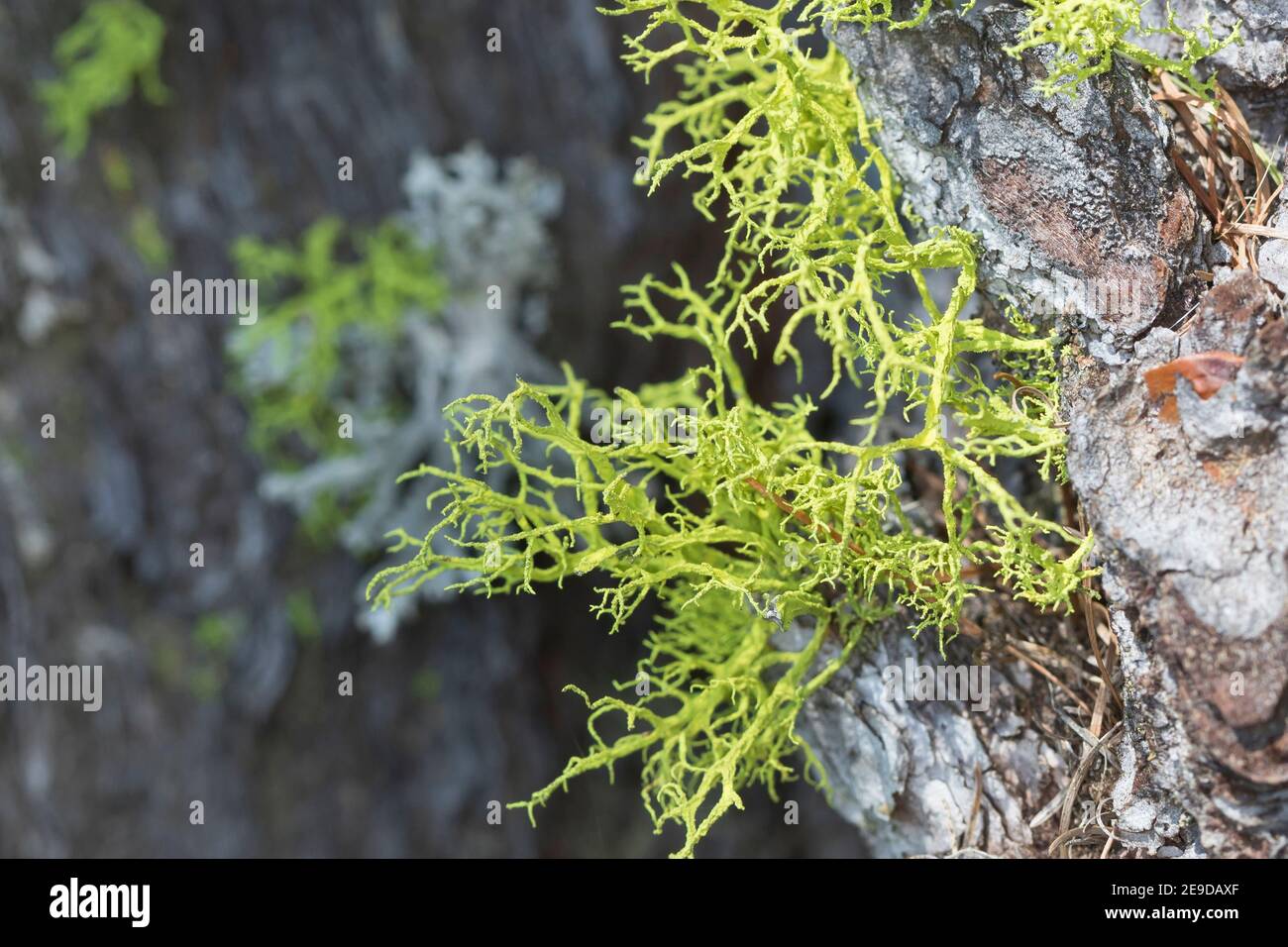 lupo lichen (Letharia vulpina, Evernia vulpina), sulla corteccia di larice, Germania Foto Stock