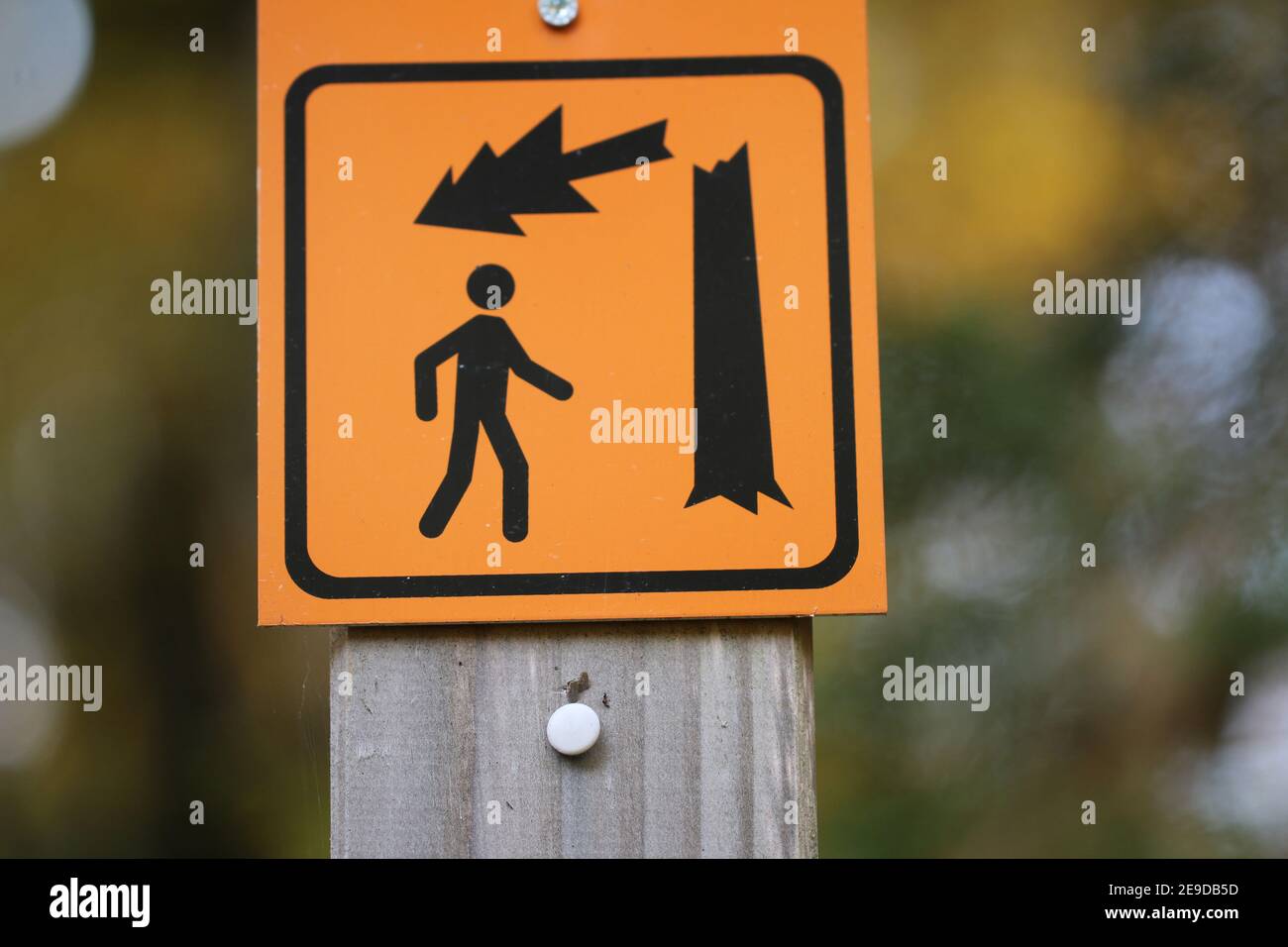 Pittogramma di pericolo su un sentiero escursionistico nel parco nazionale - i break-off di legno morto dallo strato di baldacchino, Germania, Baviera, Parco Nazionale della Foresta Bavarese Foto Stock