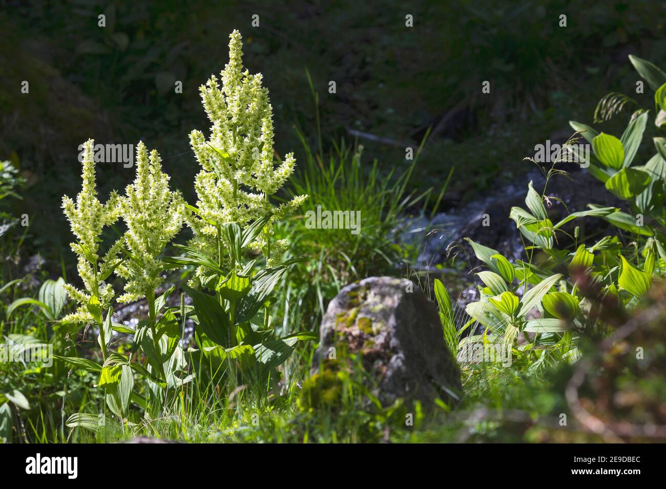 White Veratrum, false helleborine, white hellebore (album Veratrum), Blooming, Germania, Alpi Foto Stock