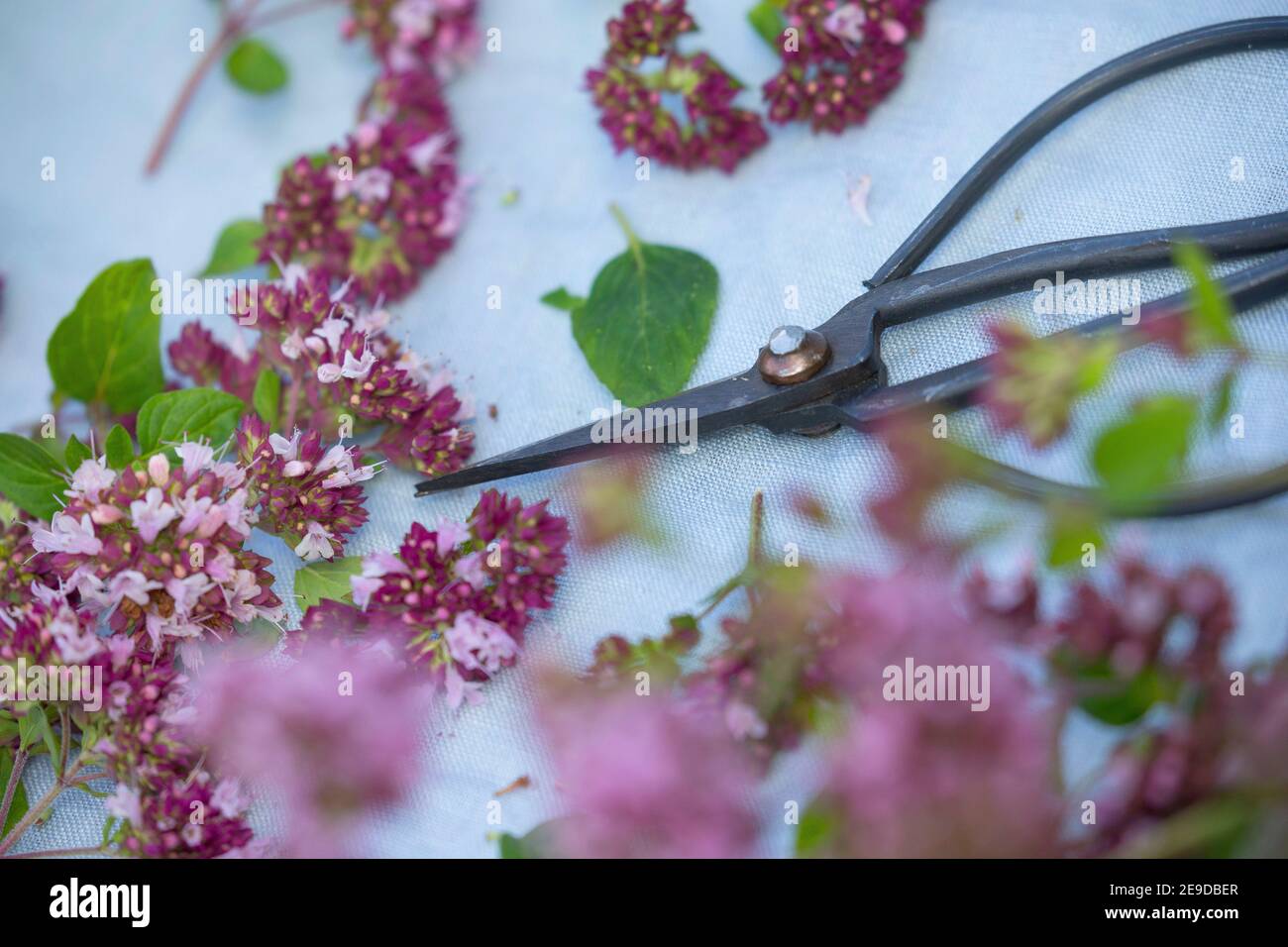 Origanum selvatico, maggiorana selvatica (Origanum vulgare), la raccolta di marjoram selvatico è tagliato un essiccato, Germania Foto Stock