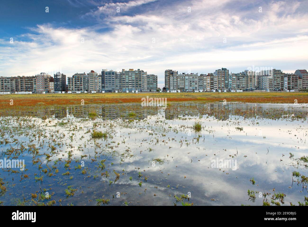 Erba sottile, Glasswort, Glasswort, Glasswort comune (Salicornia europaea), palude di sale di fronte a un denso sviluppo sulla costa del Mare del Nord, Belgio; Foto Stock