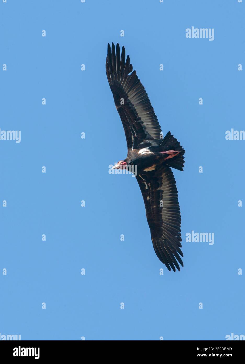 Avvoltoio a testa rossa, avvoltoio re asiatico, avvoltoio nero indiano, avvoltoio Pondicherry (Aegypius calvus, Sarcogyps calvus), in volo, India, Foto Stock