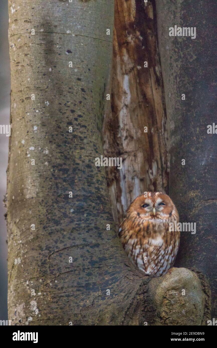 Gufo da traino eurasiatico (Strix aluco), gufo da traino eurasiatico arroccato di fronte alla sua grotta di alberi, Svizzera, Sankt Gallen Foto Stock