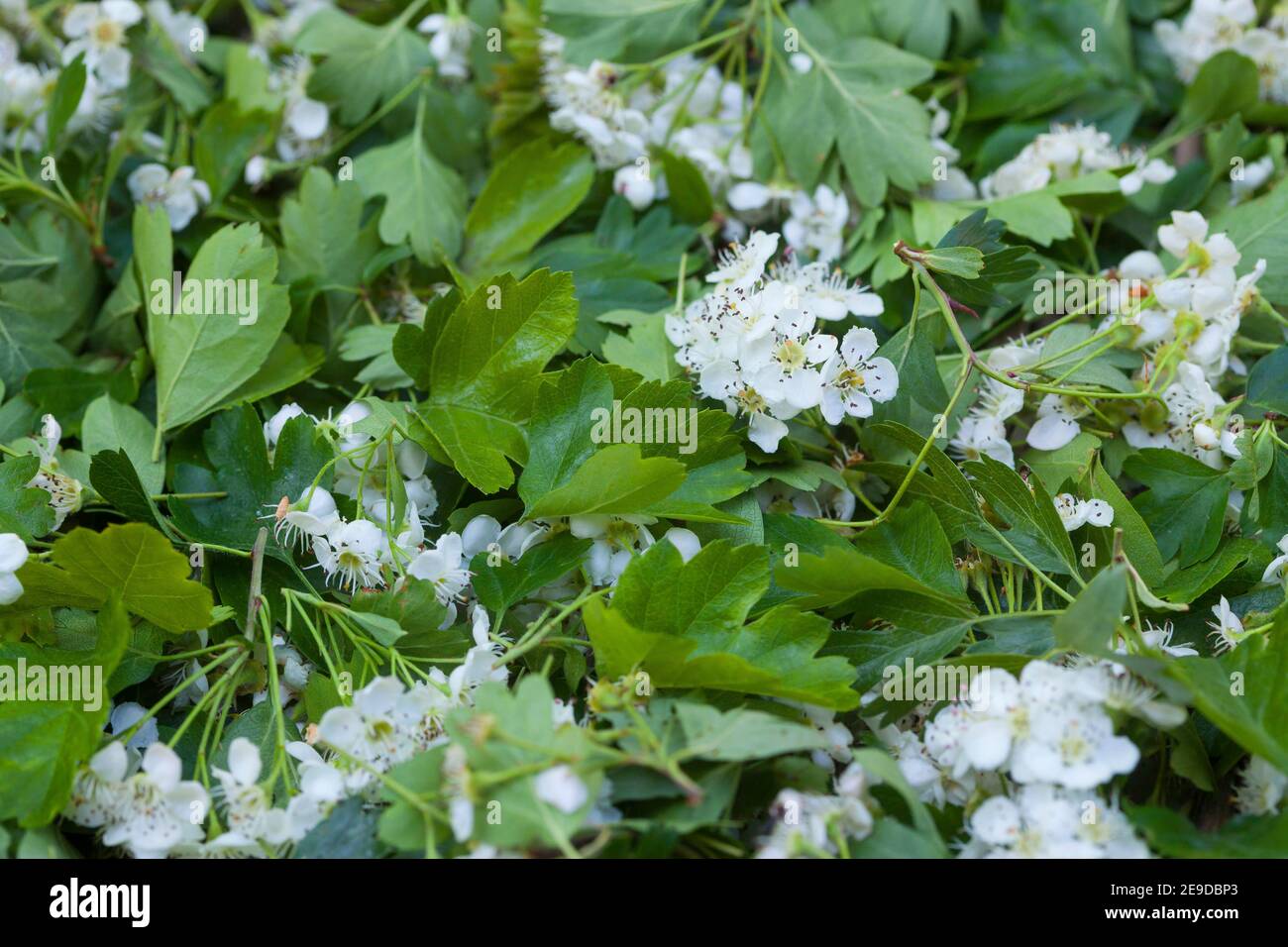 Biancospino comune, biancospino singleseato, biancospino inglese (Crataegus monogyna), fiori di biancospino raccolti sono essiccati, Germania Foto Stock