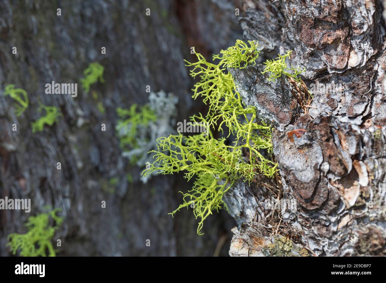 lupo lichen (Letharia vulpina, Evernia vulpina), sulla corteccia di larice, Germania Foto Stock