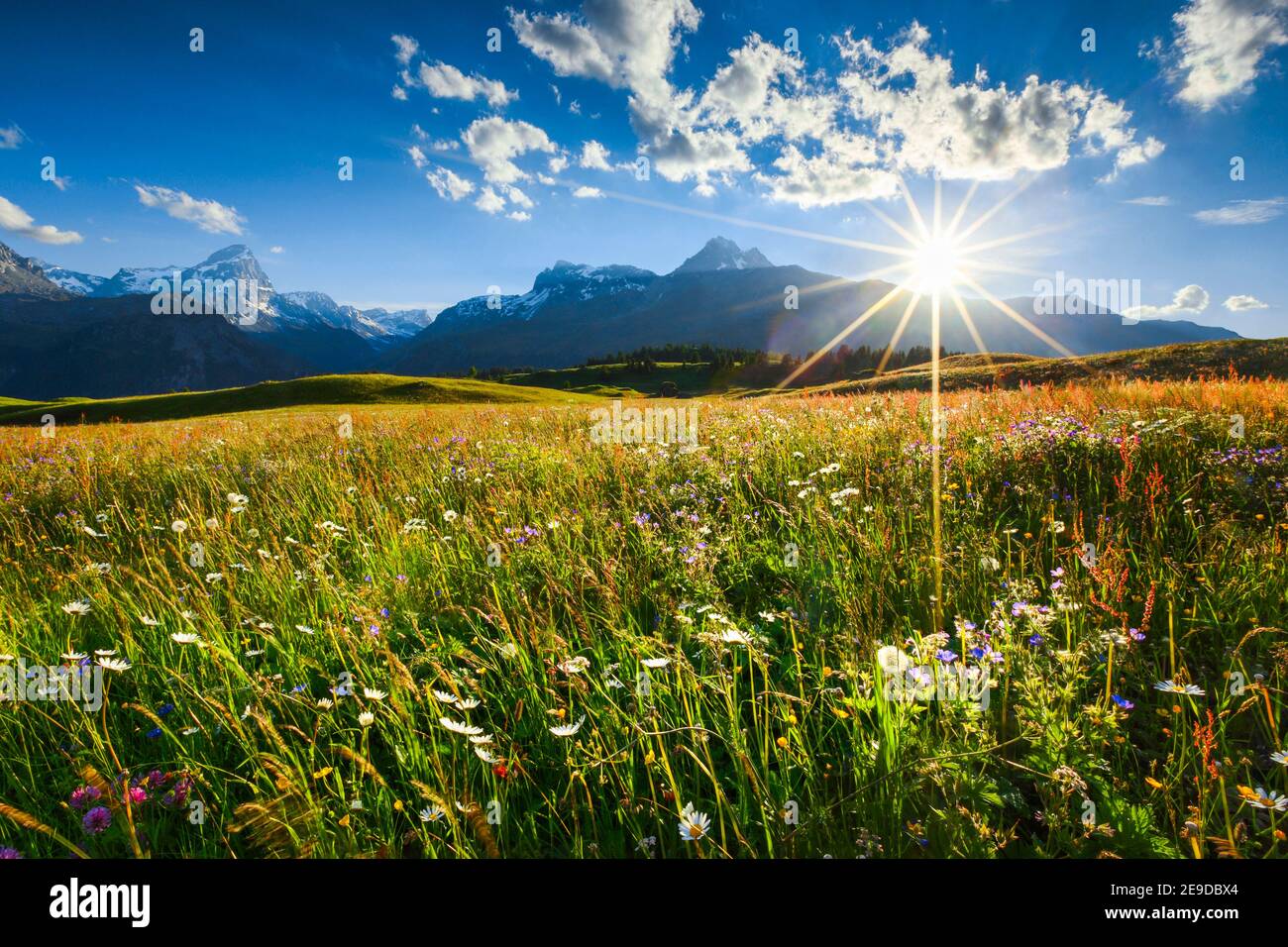 Prato montano in fiore sull'altopiano Alp Flix al sole, Svizzera, Grigioni Foto Stock