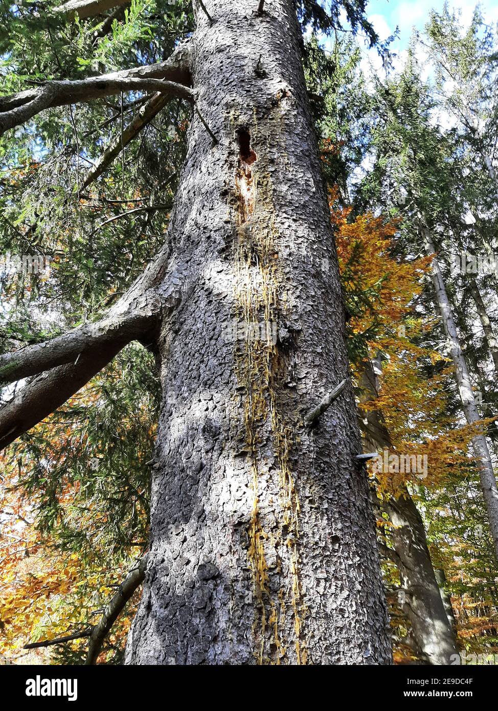 Abete d'argento europeo (Abies alba), flusso di resina proveniente da un buco in un tronco, causato da un picchio nero, Germania Foto Stock